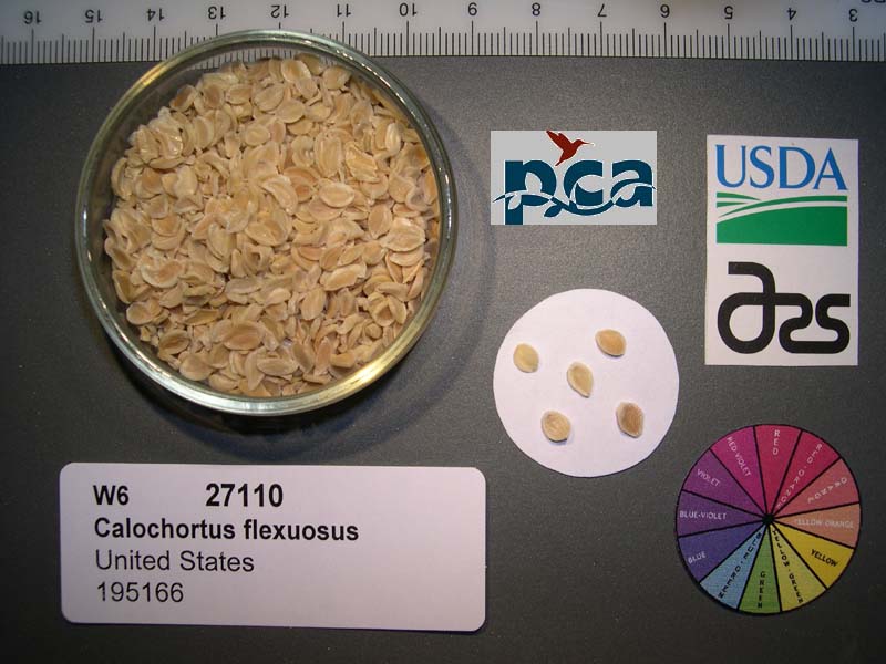 SEED