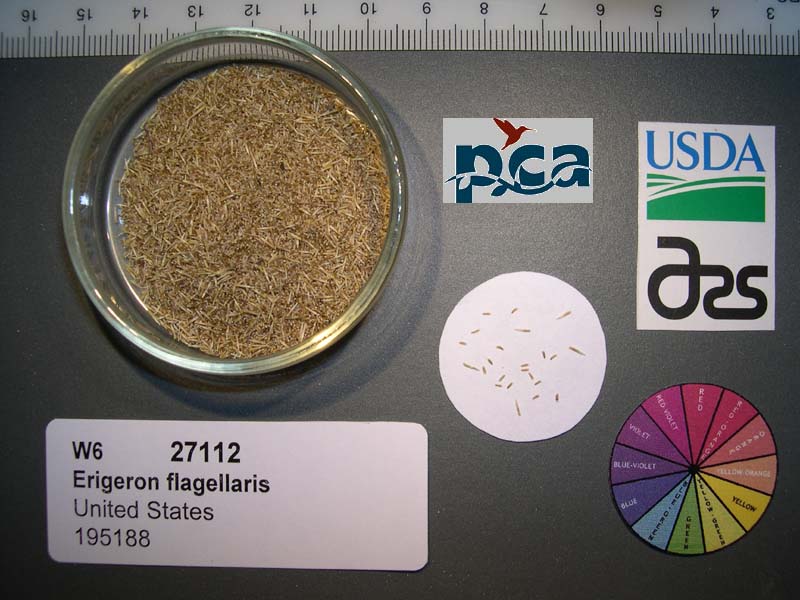 SEED