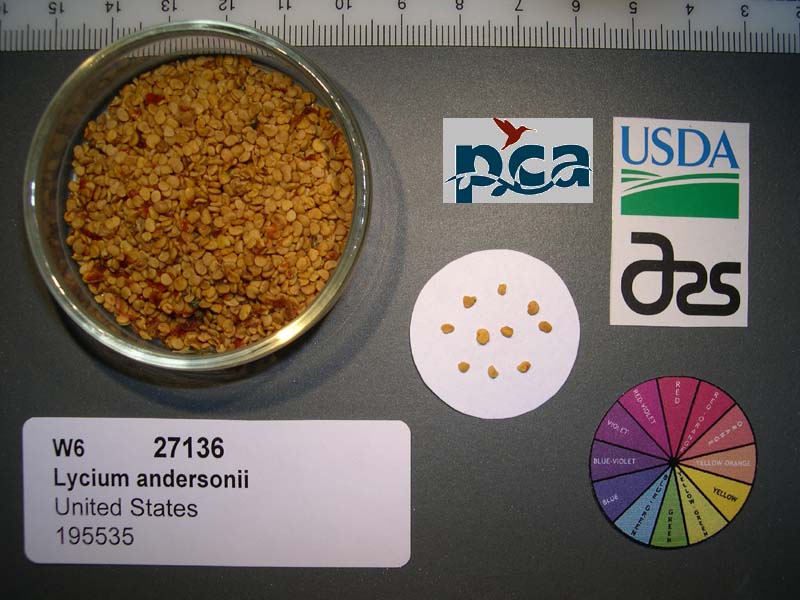 SEED