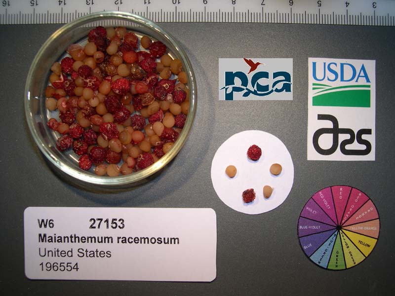 Click for 1 image(s) for this accession. SEED