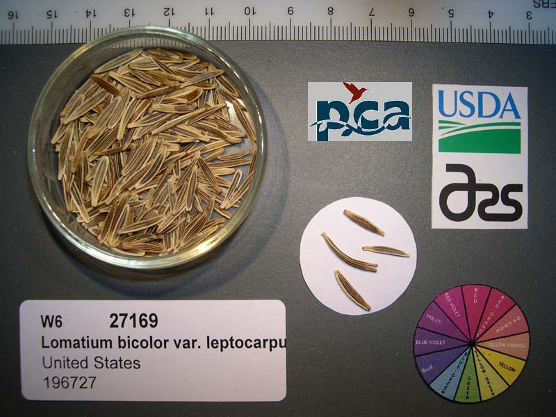 SEED