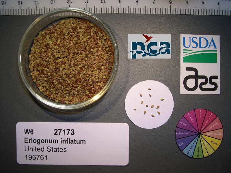 SEED