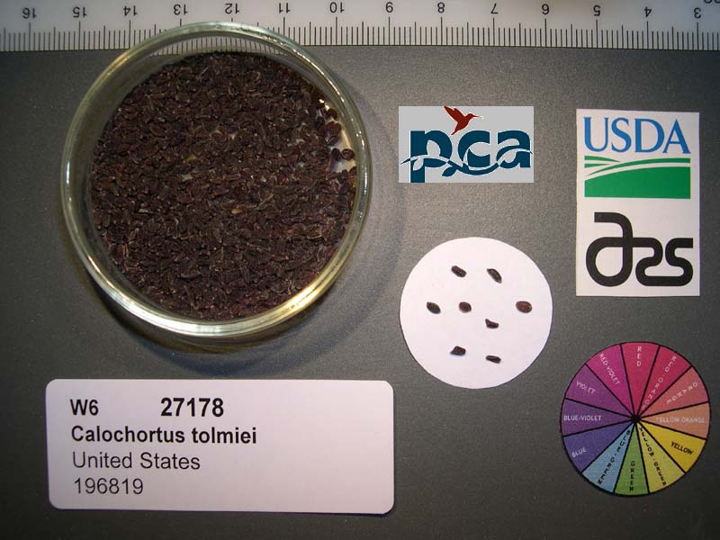 SEED