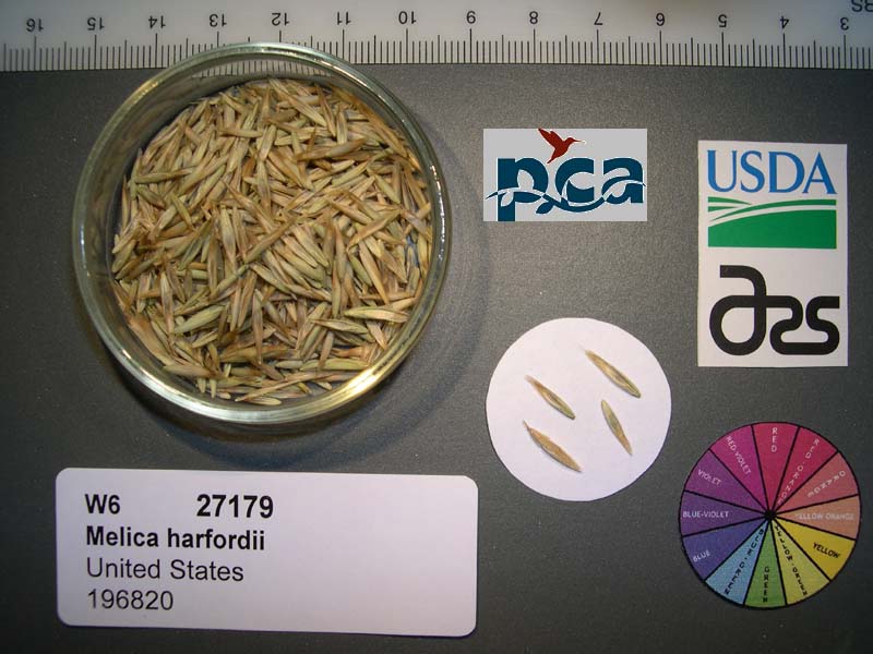 Click for 1 image(s) for this accession. SEED