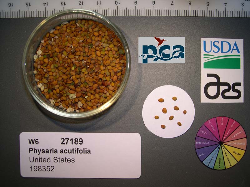 SEED