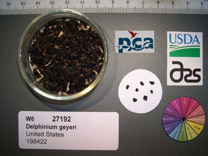 Click for 1 image(s) for this accession. SEED