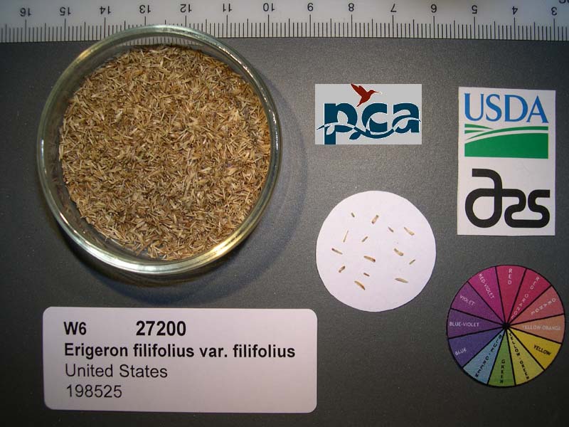 Click for 1 image(s) for this accession. SEED