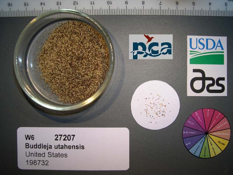 SEED