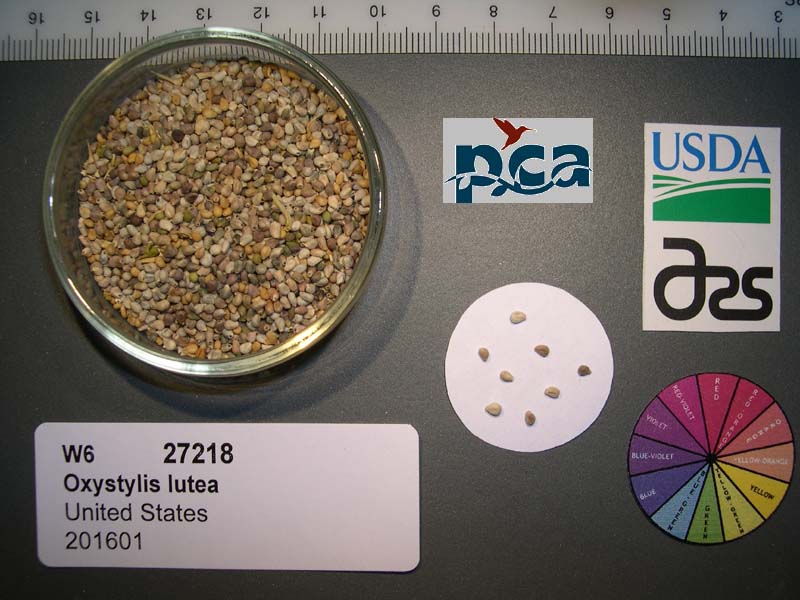 SEED