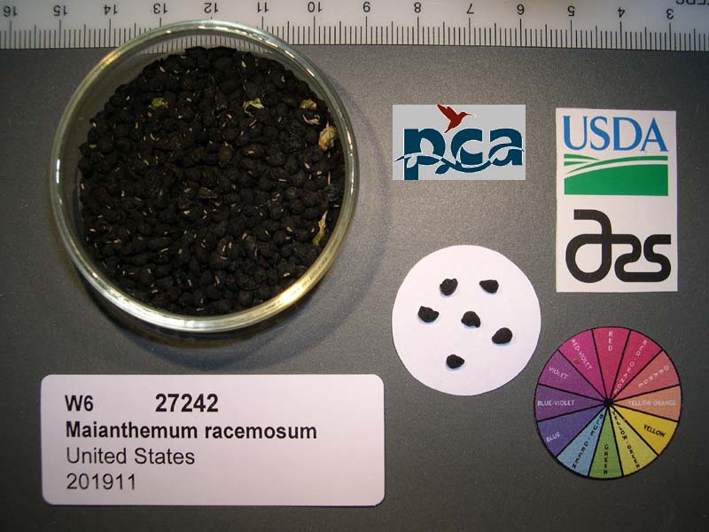Click for 1 image(s) for this accession. SEED