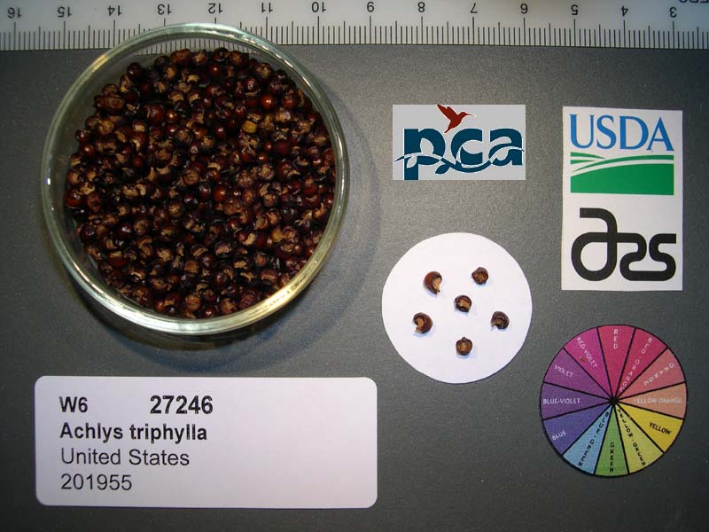 SEED