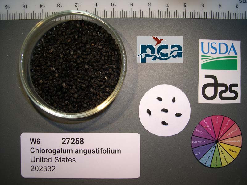 Click for 1 image(s) for this accession. SEED