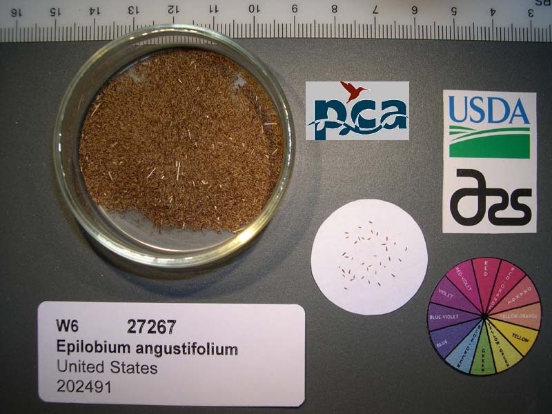 Click for 1 image(s) for this accession. SEED