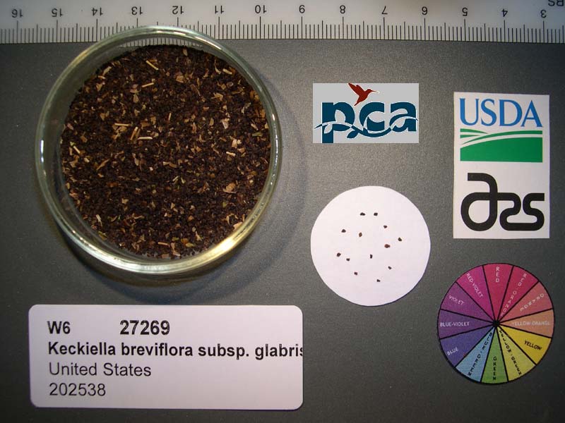 Click for 1 image(s) for this accession. SEED