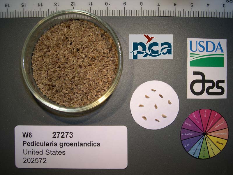 SEED