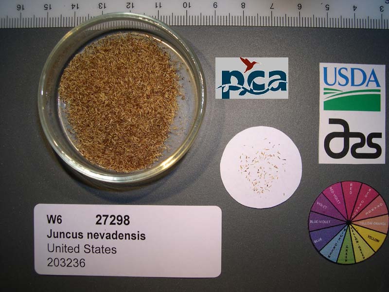 SEED