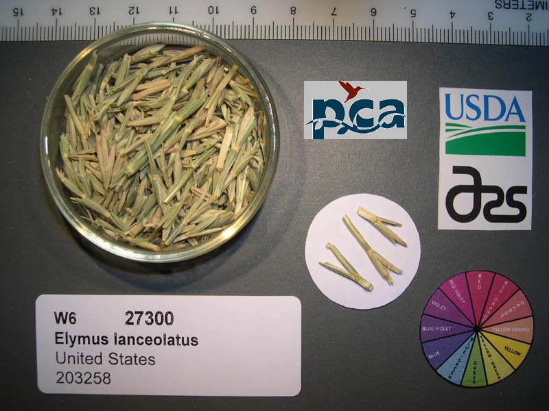 Click for 1 image(s) for this accession. SEED