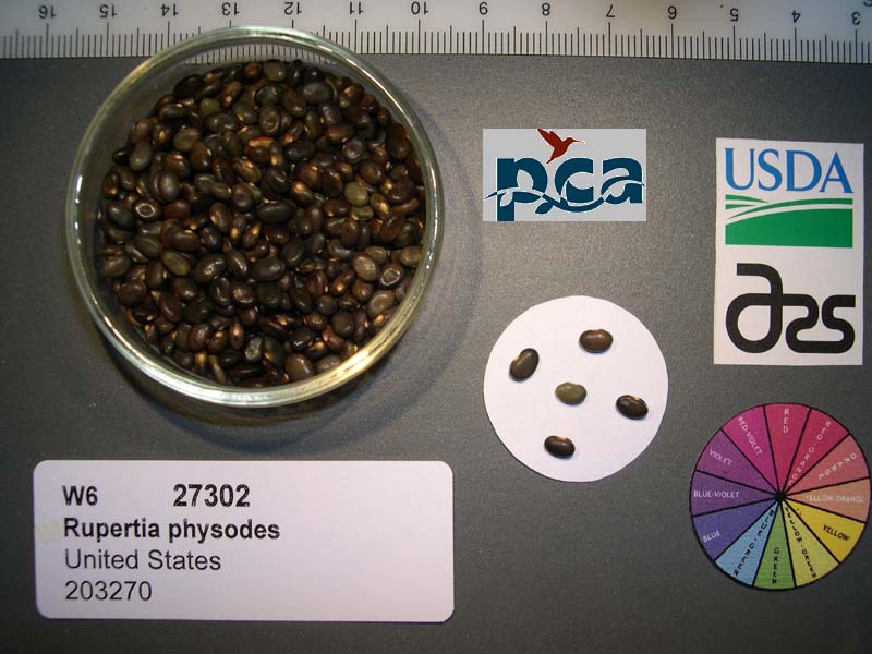 SEED