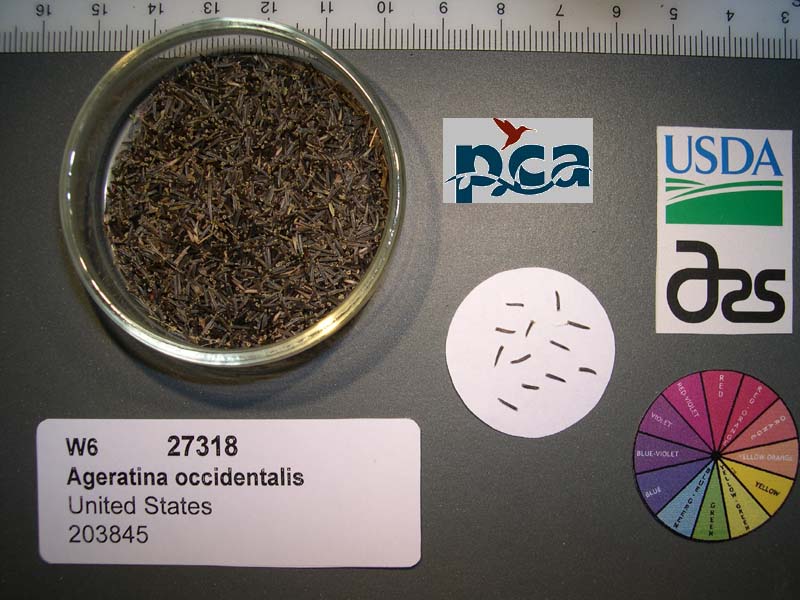 Click for 1 image(s) for this accession. SEED