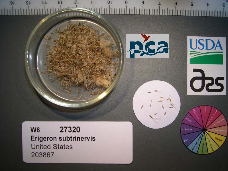 SEED