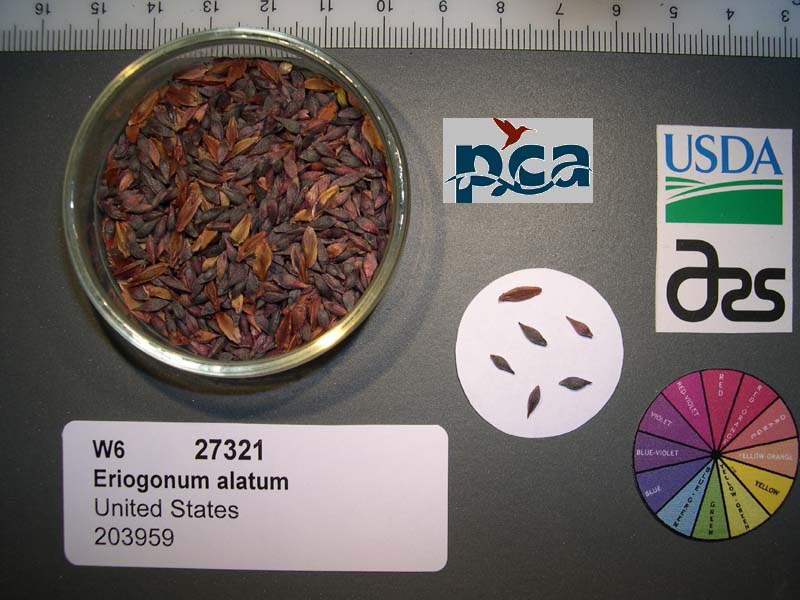 SEED