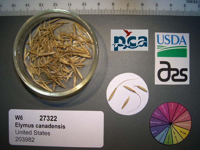 Click for 1 image(s) for this accession. SEED