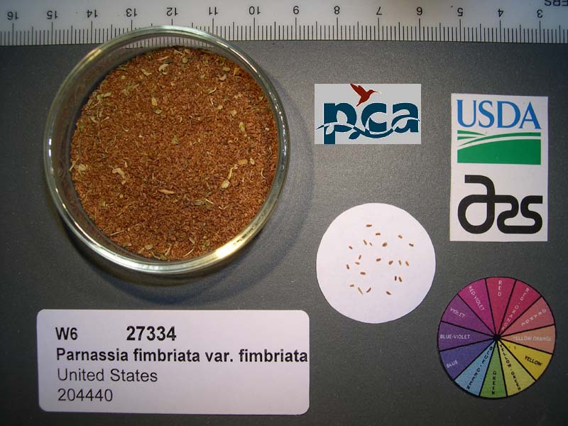 SEED