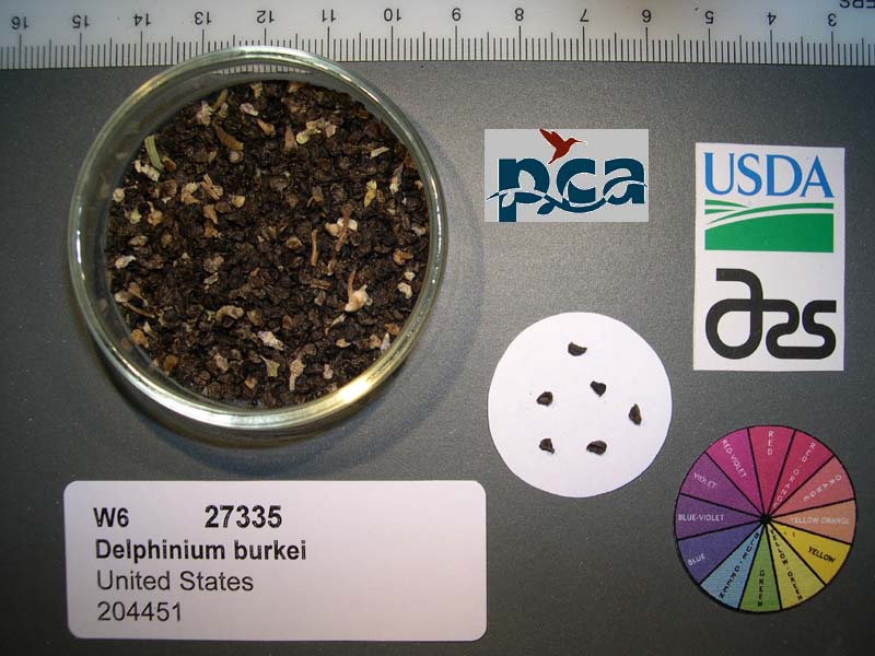 Click for 1 image(s) for this accession. SEED