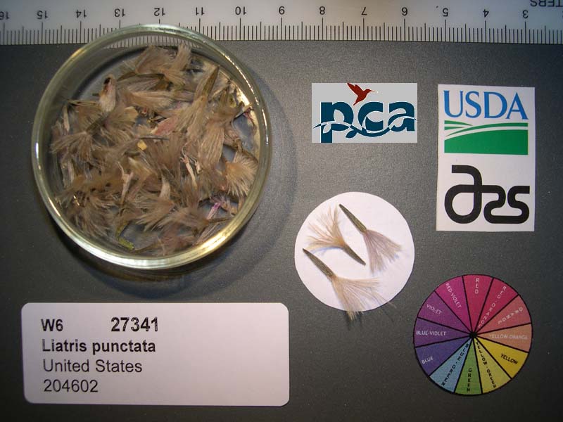 Click for 1 image(s) for this accession. SEED
