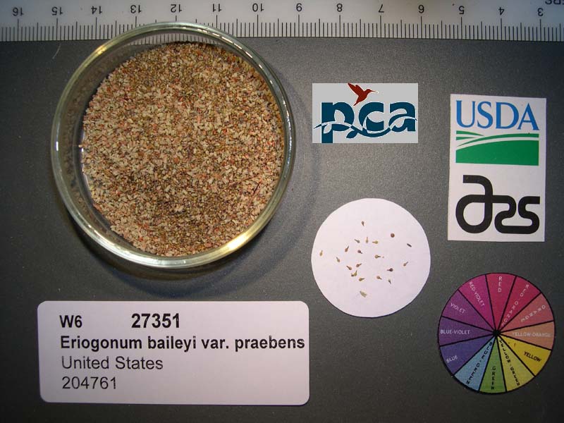 SEED