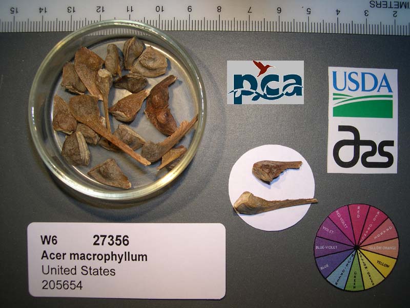SEED