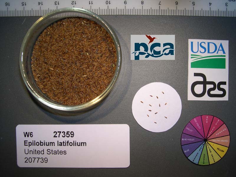 Click for 1 image(s) for this accession. SEED