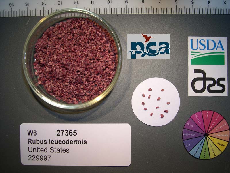 SEED