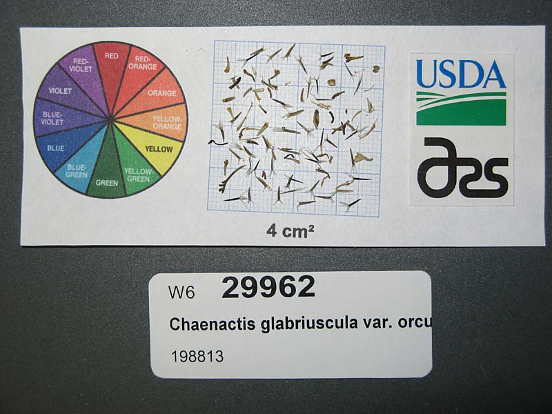 Click for 1 image(s) for this accession. SEED