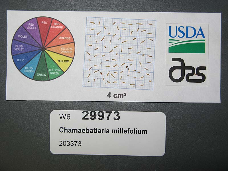 Click for 1 image(s) for this accession. SEED