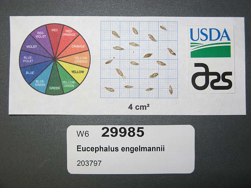 SEED