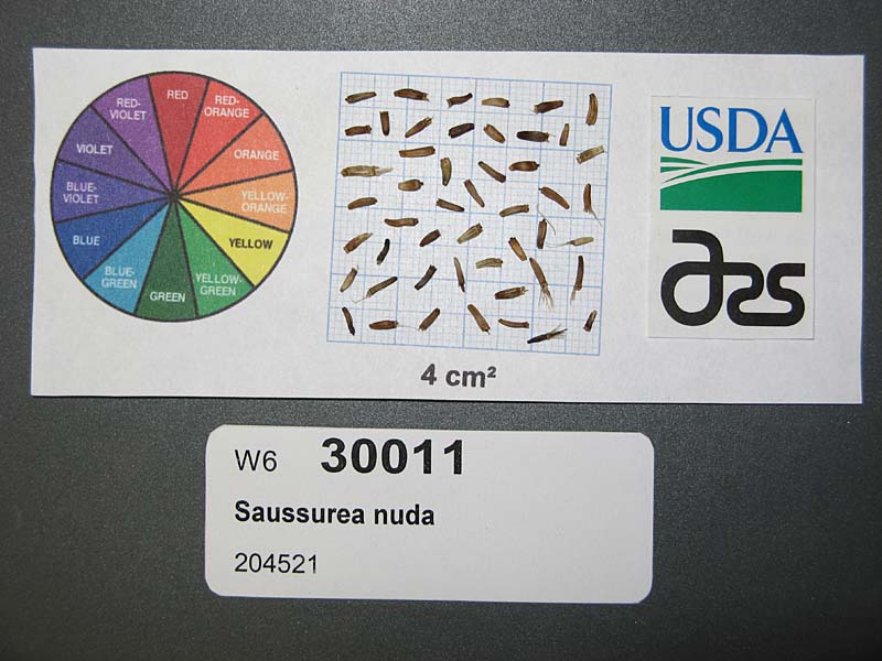SEED