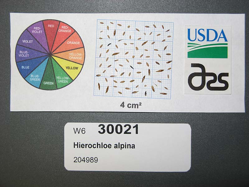 Click for 1 image(s) for this accession. SEED