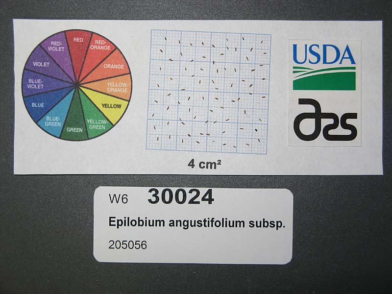 Click for 1 image(s) for this accession. SEED