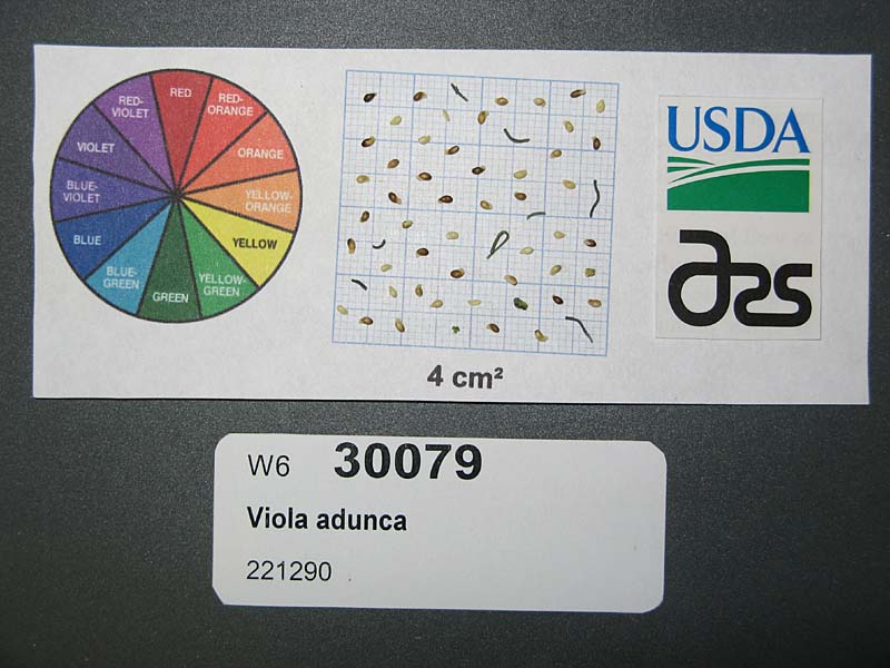 SEED