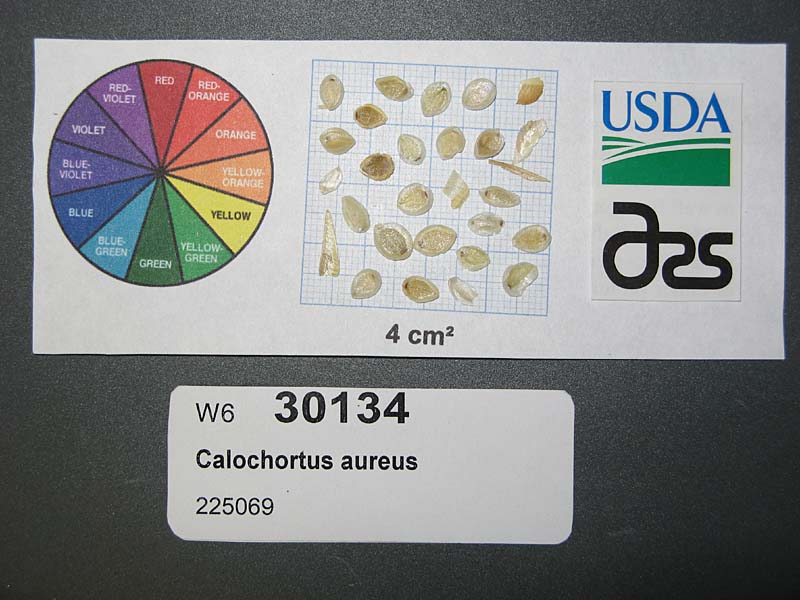 SEED