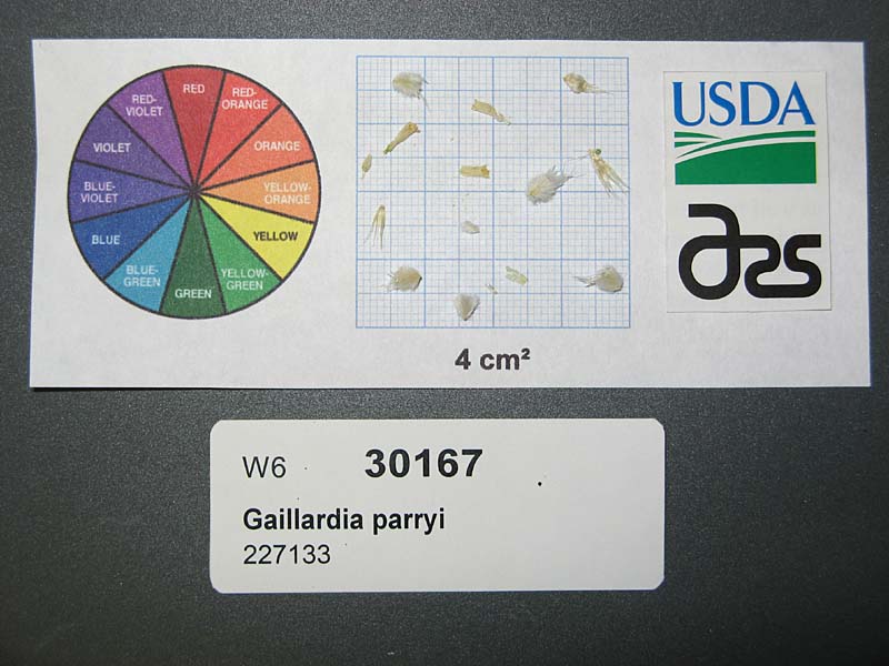 SEED
