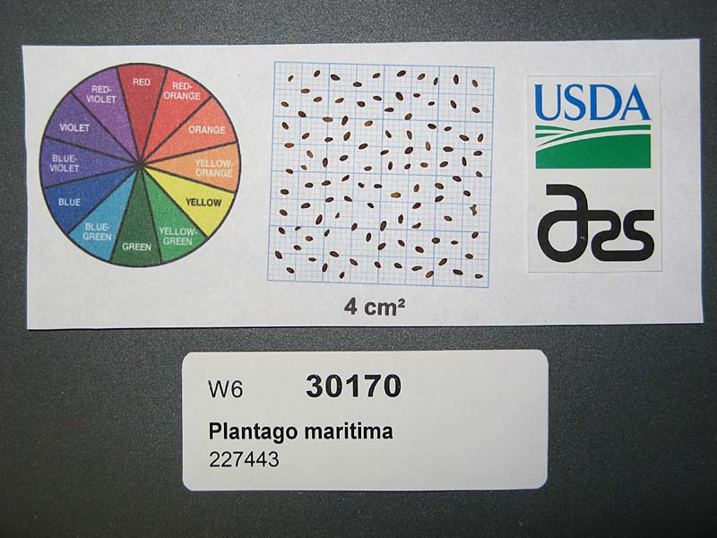 SEED
