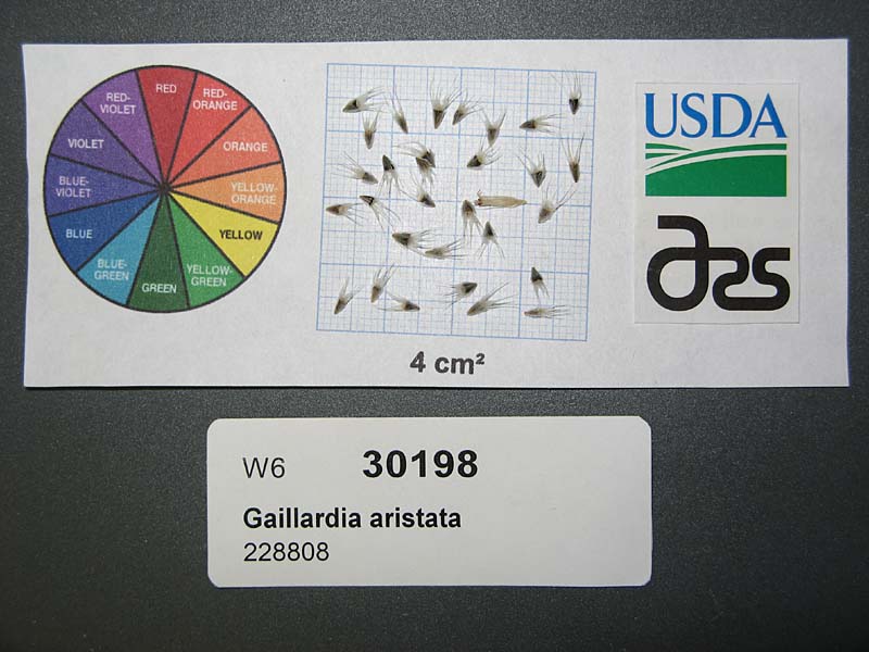 SEED