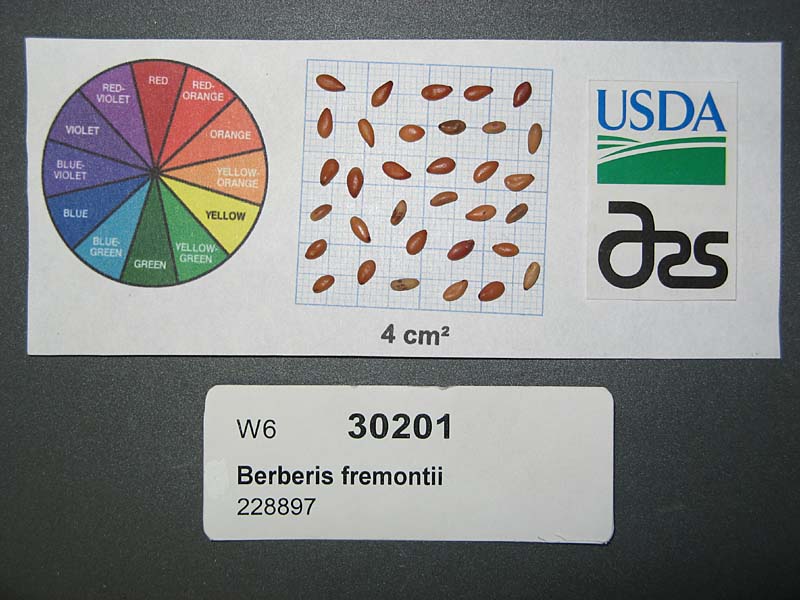 Click for 1 image(s) for this accession. SEED