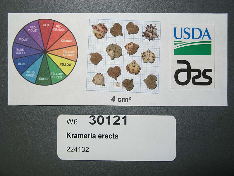 SEED