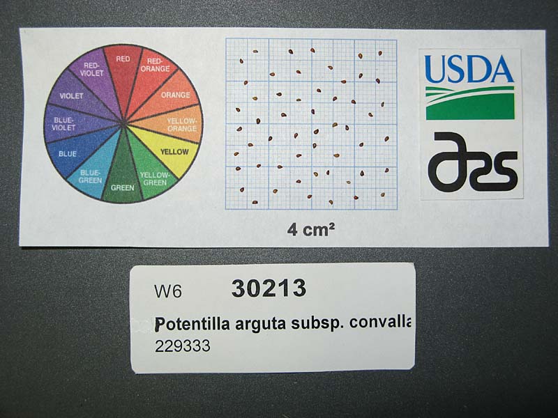 Click for 1 image(s) for this accession. SEED