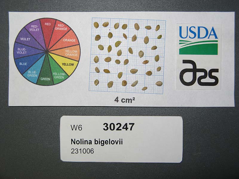 SEED