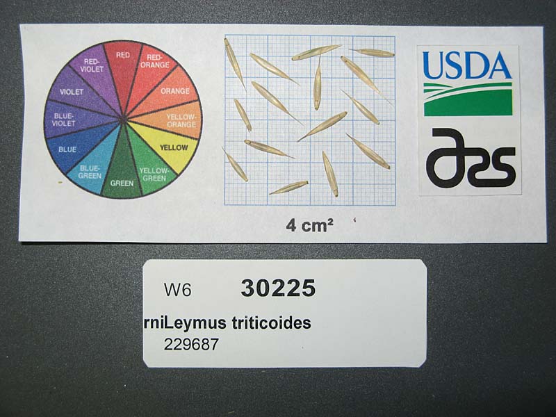 Click for 1 image(s) for this accession. SEED