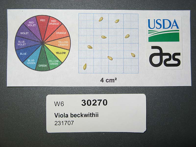 SEED